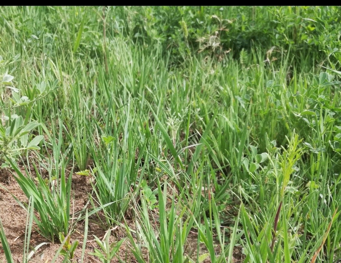 现场图2：恢复植物生长于雅江北岸风积沙地