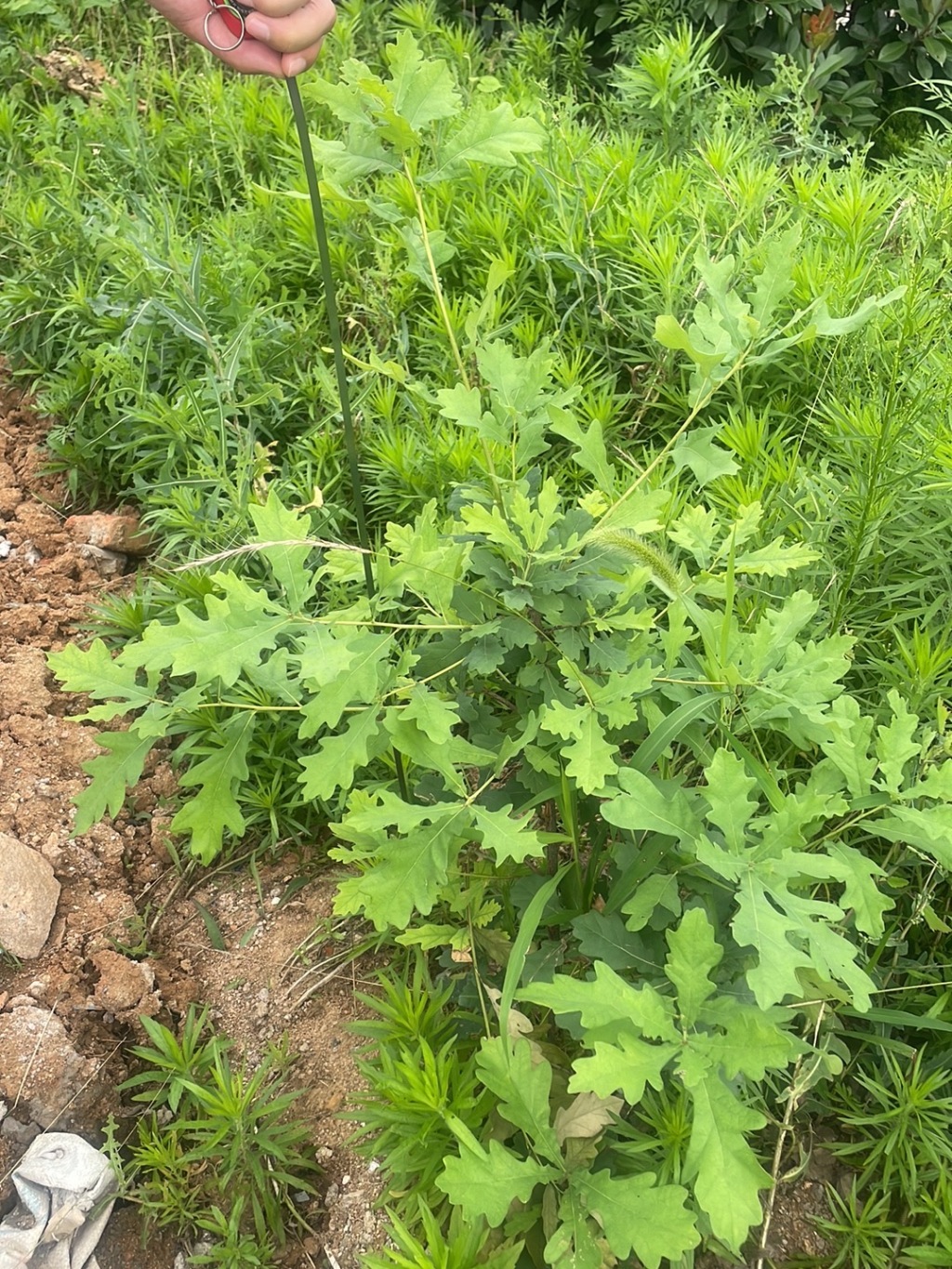 刚栽植的麻栎